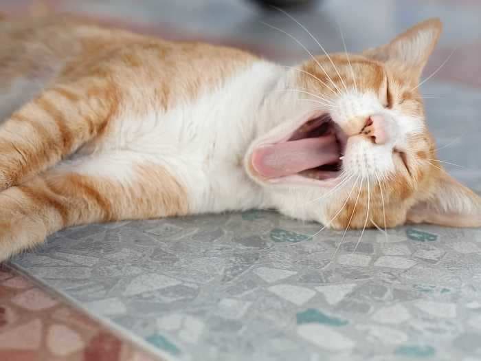 Experts reveal 13 things you should never do to your cat