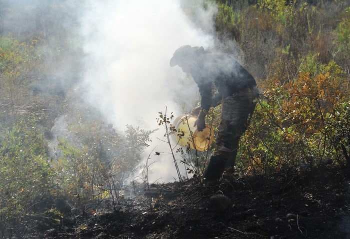 Over 4,400 species are at risk globally from changes in wildfires intensity, study shows