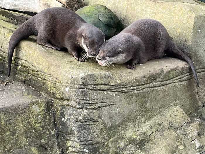 Widowed otters from different sanctuaries found love and moved in together during lockdown, thanks to the internet