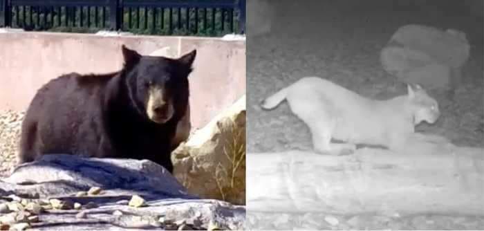 Video reveals cougars, bobcats, bears, and moose using a new $5m crossing over an interstate notorious for roadkill