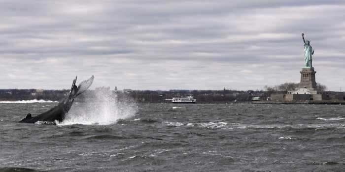 A humpback whale was seen surfacing near the Statue of Liberty, and the man who photographed the moment says his boat spent hours keeping it safe