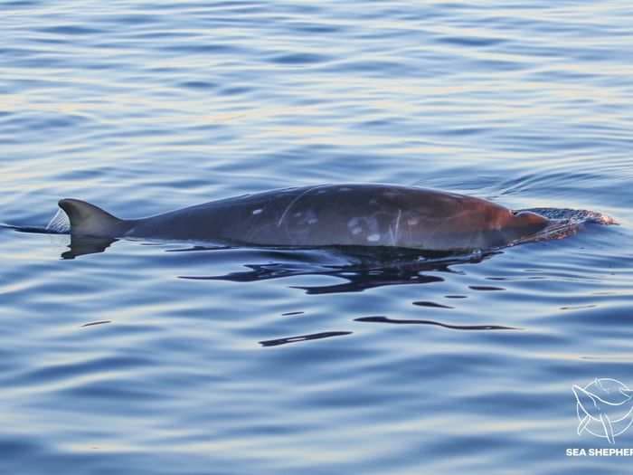 As rare as a ‘unicorn’ — a new horse-sized species of the beaked whale spotted off the coast of Mexico