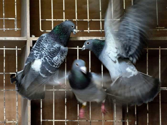 The world's most expensive pigeons are on sale again. Weeks after a record $1.9 million sale, 800 deluxe racing pigeons are up for auction.