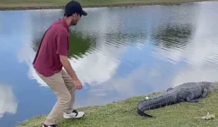 A brave golfer risked it all to retrieve his ball from the tail of a 10-foot alligator in Florida