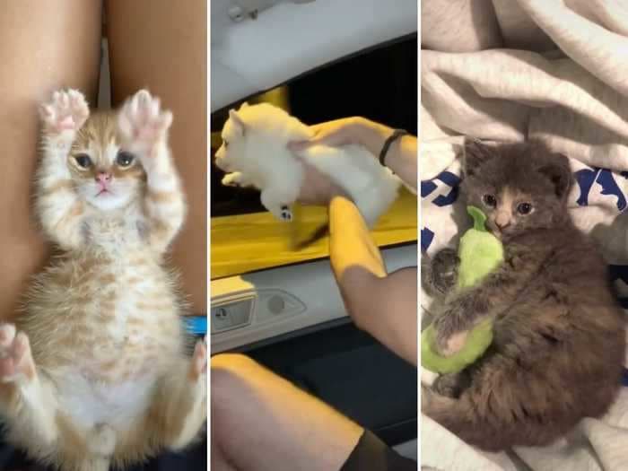 People are sharing videos of their pets as baby animals as part of a viral TikTok trend