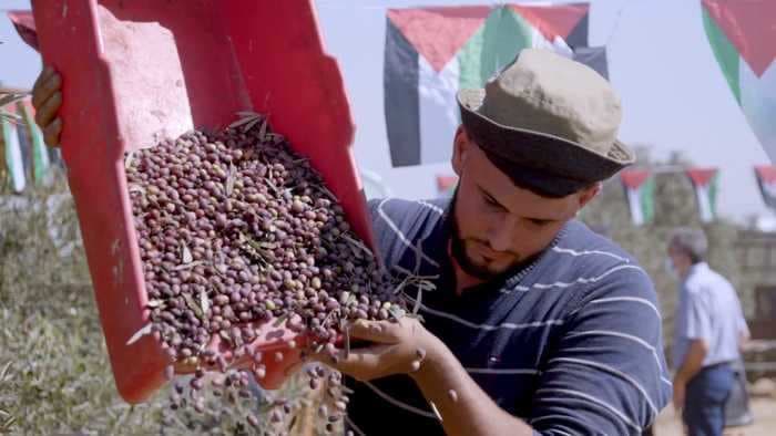 WATCH: How the Israel-Gaza border conflict is putting olive farmers in jeopardy
