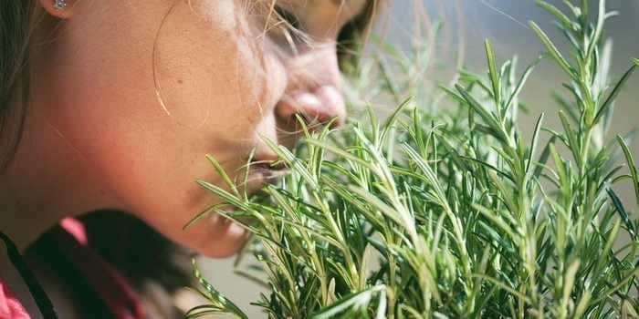 The research on rosemary's health benefits is limited - here's what you need to know