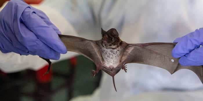 China is guarding ancient bat caves against journalists and scientists seeking to discover the origins of the coronavirus
