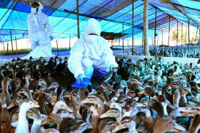 Maharashtra confirms bird flu cases in Parbhani, Mumbai, Thane, Beed and Dapoli