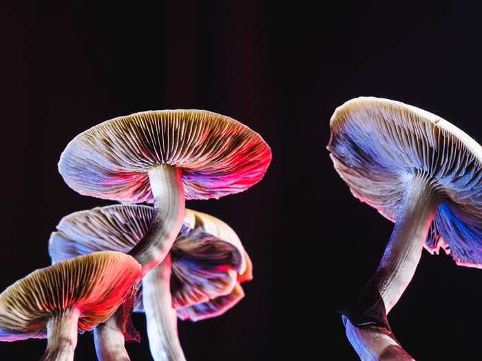 Researchers believe 'magic' mushrooms have the potential to curb obesity