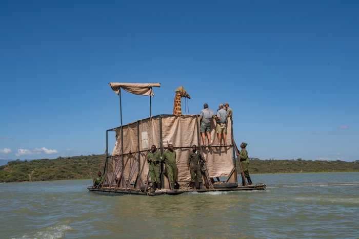 Endangered giraffes are trapped on an island in Kenya's Lake Baringo. Photos show how rescuers are ferrying them to safety.