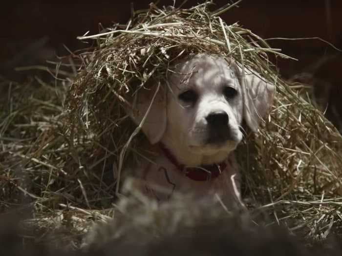 From the national anthem to puppies in commercials, here are 17 strange prop bets for Super Bowl LV