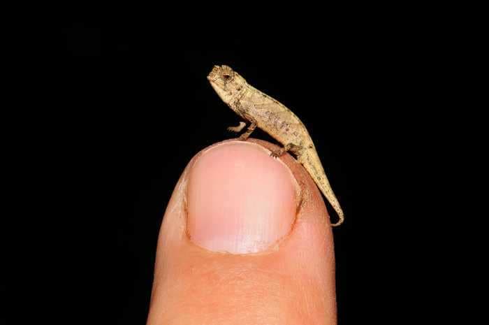 A newly discovered nano-chameleon with exceptionally large genitals is the world's smallest known reptile