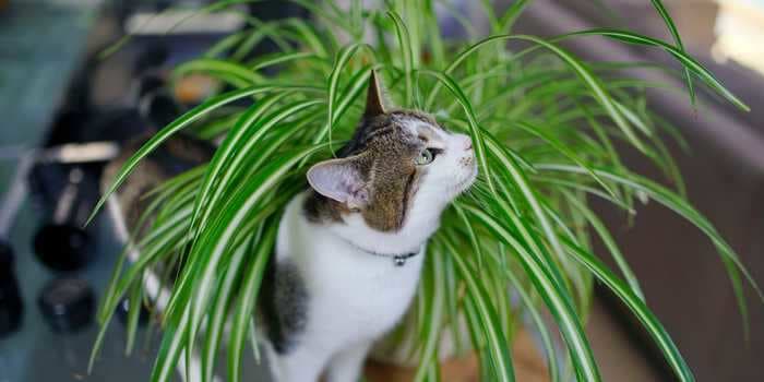11 pet-friendly houseplants that can coexist safely with your cats and dogs