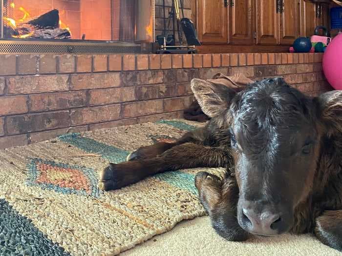 It's so cold in the South that families are bringing their farm animals inside