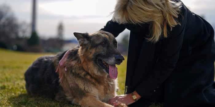 Historian goes on Newsmax and says Biden's dog is 'dirty' and 'unlike a presidential dog'