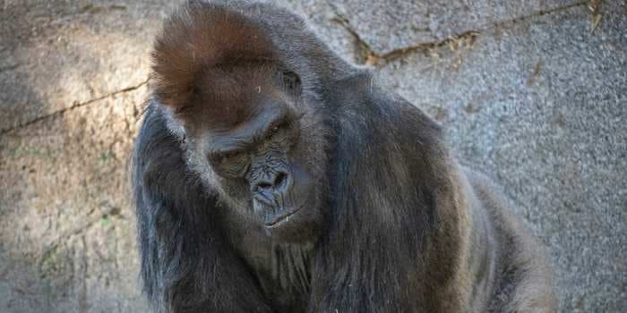 Gorillas at the San Diego Zoo are the first non-humans to be vaccinated against COVID-19