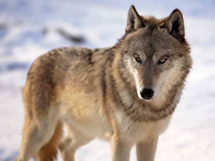 Hunters in Wisconsin launched an onslaught against the wolf population killing 216 in less than 3 days