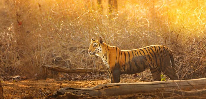 Apart from the big cat, the Pench Tiger Reserve in Madhya Pradesh flaunts a variety of fabulous residents