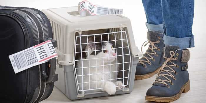 5 best tips to keep your cat calm during a flight, according to veterinarians