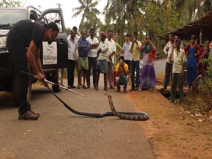 This king cobra researcher is happy to endure a lethal bite or two for the sake of his passion