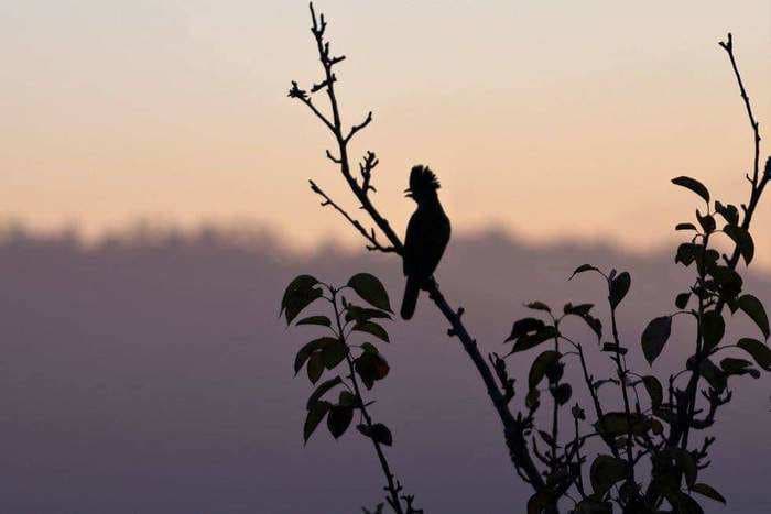 Pangot, a tiny hamlet in Uttarakhand that hosts hundreds of variety of birds and very few humans