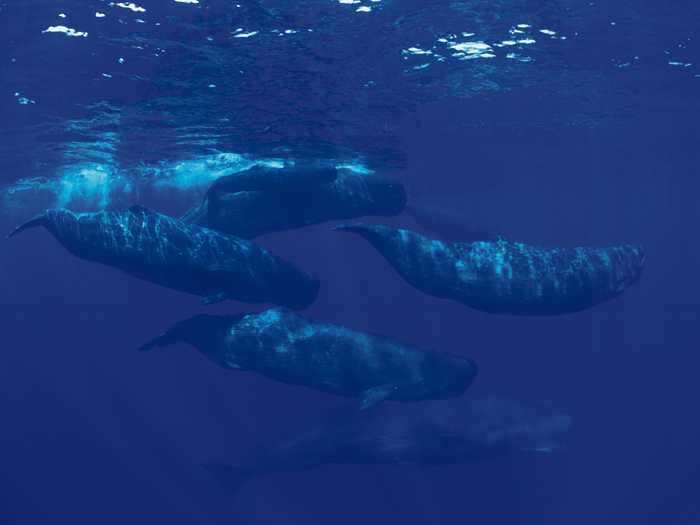 Sperm whales taught each other how to avoid hunters' harpoons 200 years ago, according to new study