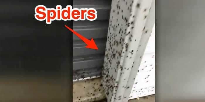 Videos show thousands of spiders swarming across the ground on Australia's east coast as they flee floodwaters