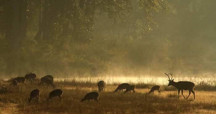 Madhya Pradesh’s Kanha National Park hosts a special guest. And, no, it’s not the tiger