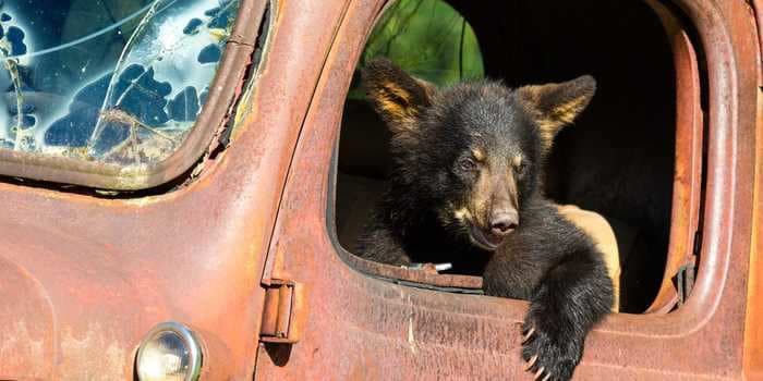 Bear cubs in California are developing an unexplained illness that makes them friendly and not afraid of people
