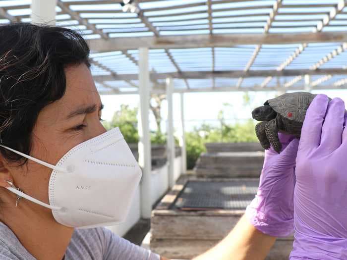 Officials discovered nearly 200 baby tortoises wrapped in plastic in a suitcase in a Galapagos airport