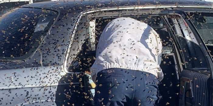 15,000 bees swarmed into a New Mexico man's car while he was grocery shopping