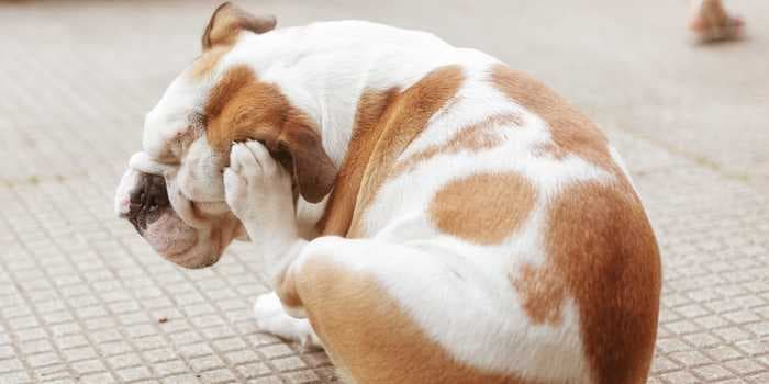 4 signs that your dog has fleas and how to get rid of them