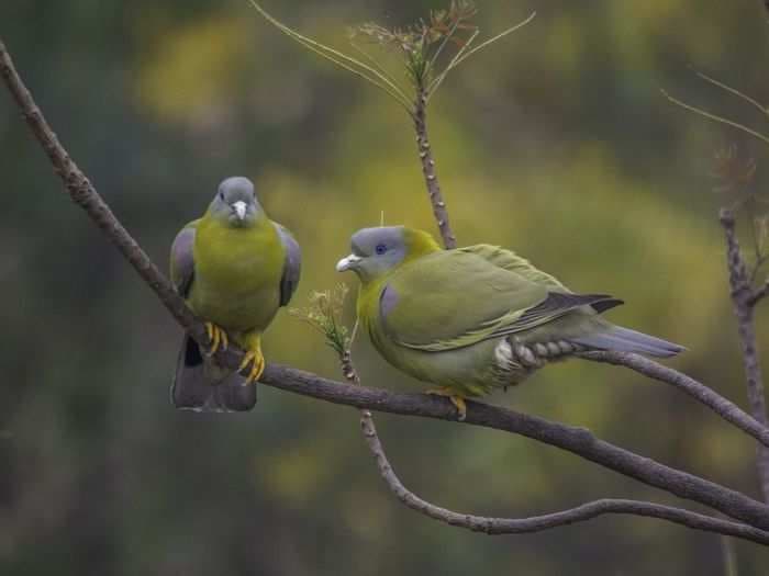 India hosts around 1300 species of birds, here a few of them photographed in their natural habitat