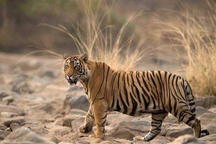 Ranthambore National Park features an excellent variety of wildlife amidst dry scrublands and fortress ruins