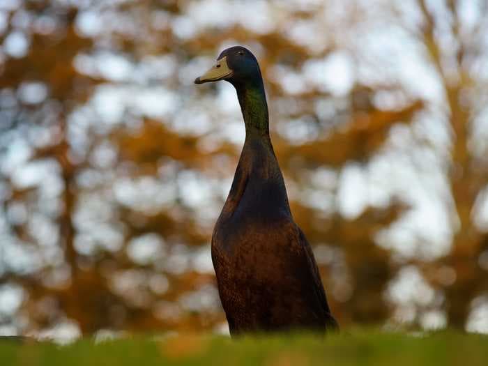 An absolute unit of a duck named 'Long Boi' took over social media thanks to a viral tweet