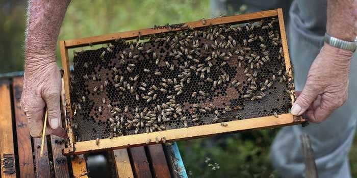 Scientists have taught bees to smell the coronavirus. They can identify a case within seconds.