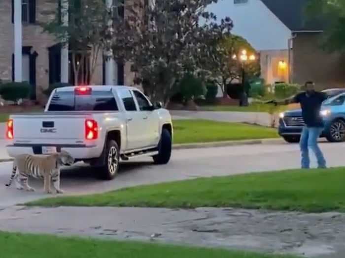 A Houston man was arrested after fleeing from his home with his pet Bengal tiger. The big cat is still running wild.