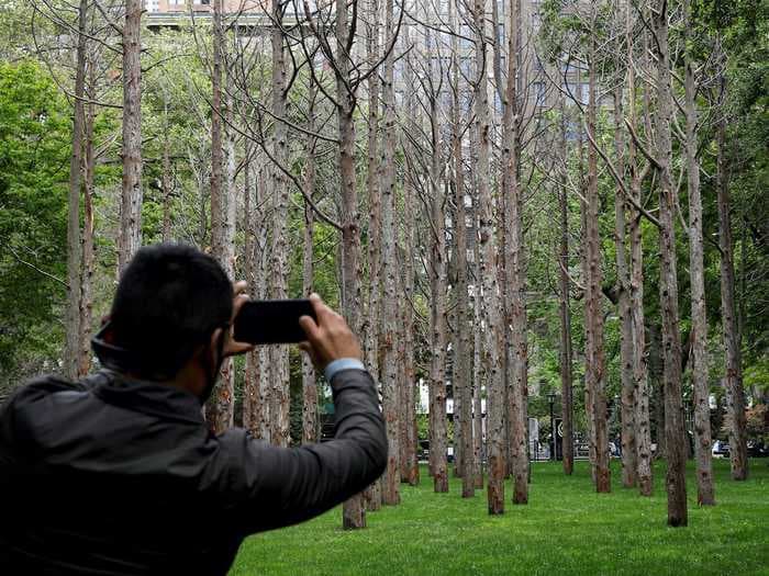 Striking photos show a 'ghost forest' in the middle of a New York City park - an art installation that's a haunting reminder of the ongoing climate crisis