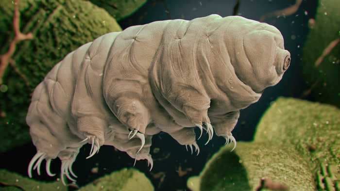 Scientists shot tardigrades out of a gun at more than 2,000 mph to see if the critters could survive