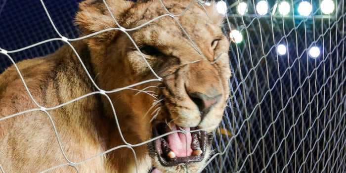 Video shows frightening moment a lioness clawed and sank her teeth into her tamer during a Russian circus show