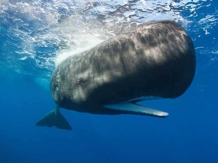 A group of fishermen netted a $1.5 million whale-vomit windfall after dredging up a 280-pound hunk of the stuff