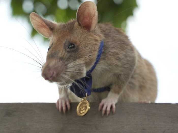 A landmine-sniffing rat is retiring after 5 years of helping explosives teams clear 20 football fields worth of land