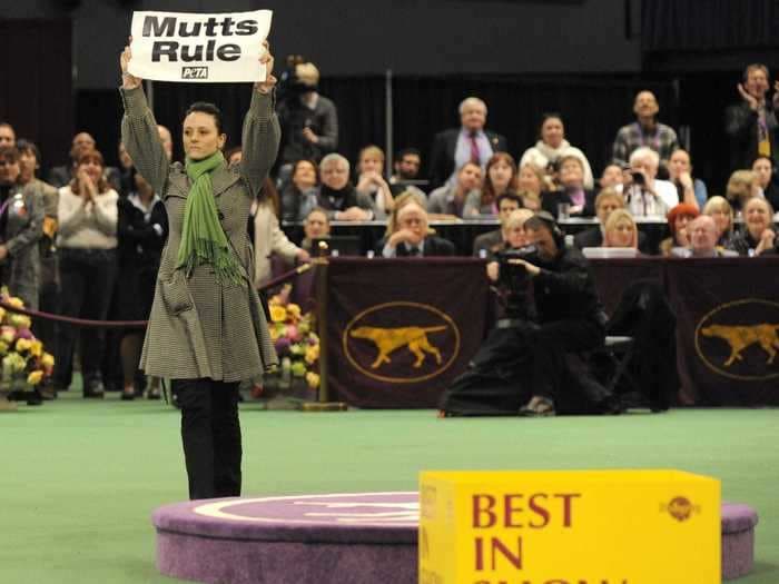 10 controversies from the Westminster Dog Show
