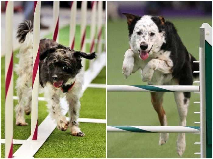 15 incredible underdog stories from the Westminster Dog Show