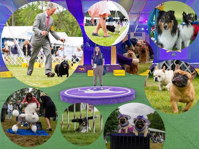 I went to the 'Super Bowl of dog shows,' and it felt like an exclusive festival for animal lovers