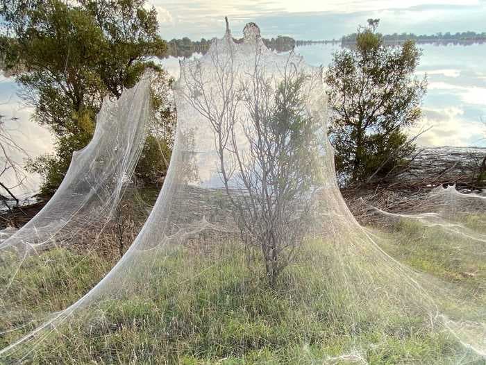 Spiders in Australia have covered the countryside in webs, and people can't decide if it's creepy or beautiful