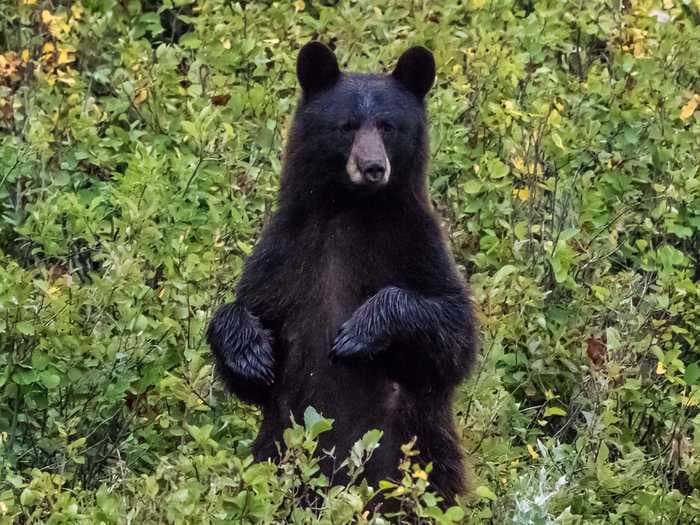 What to do - and what not to do - if you're attacked by a bear