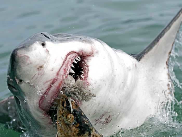 A 39-year-old California surfer was seriously injured after a great white shark bit him in the leg, authorities say