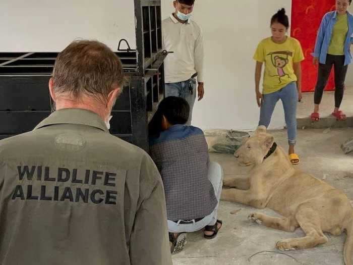 A pet lion was confiscated in Cambodia after its owner tried to turn him into a TikTok star